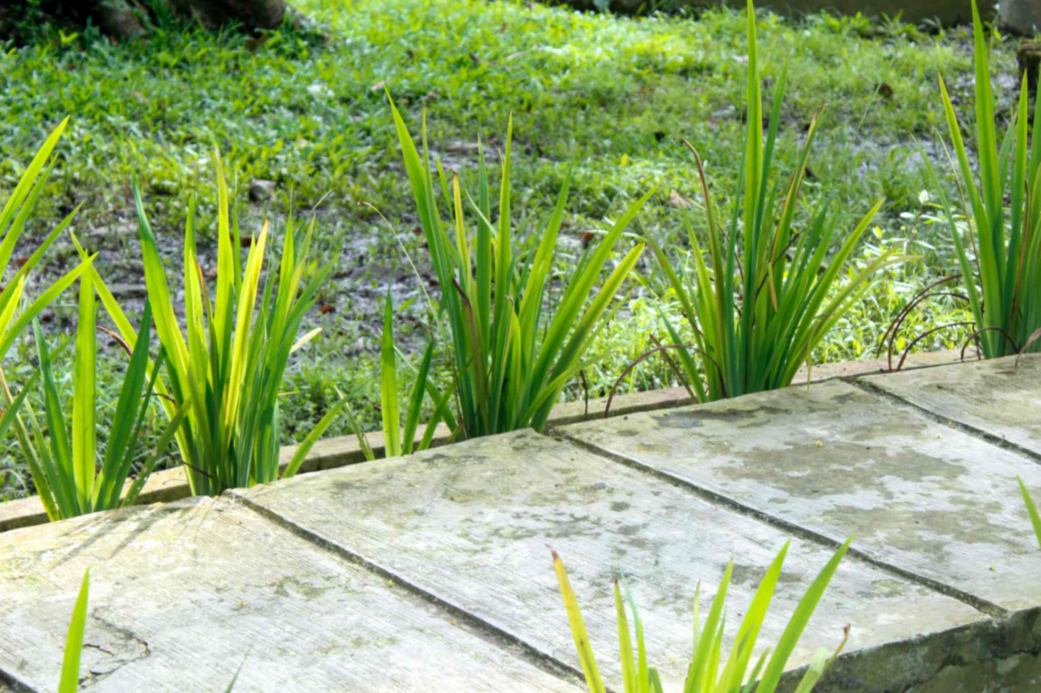 Concrete Sidewalk & Curbs